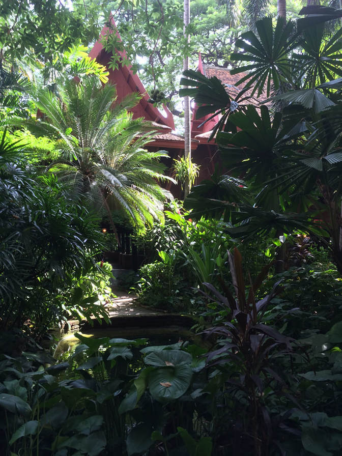 Room Plant/Patio/Conservatory Exotic Balcony-Vegetable I the Noni I